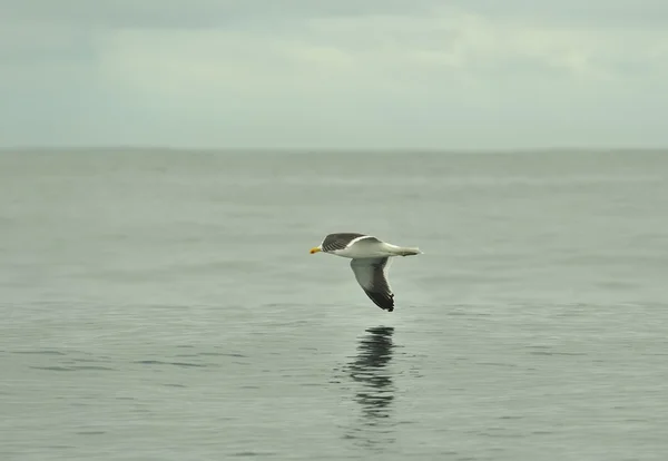 Mewa Południowa (Larus dominicanus) — Zdjęcie stockowe