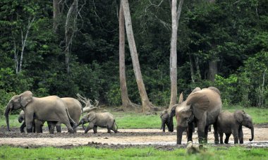 Orman fili (Loxodonta africana cyclotis)