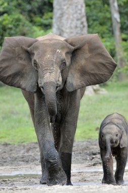 Afrika orman fillerinin