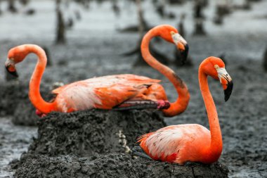 Amerikan flamingolar veya Karayip flamingolar