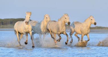 Camargue Atlar su üzerinde çalışan .