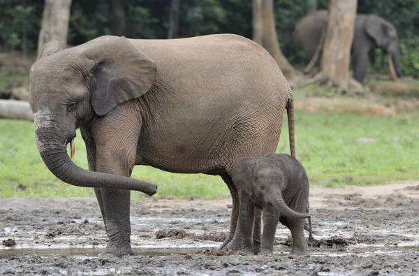 Los elefantes del bosque africano — Foto de Stock