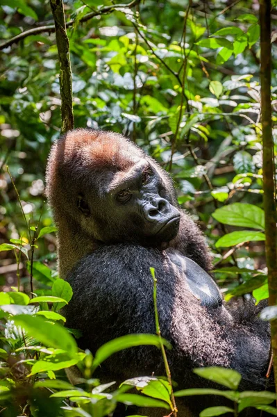 Retrato de un gorila de tierras bajas del oeste —  Fotos de Stock