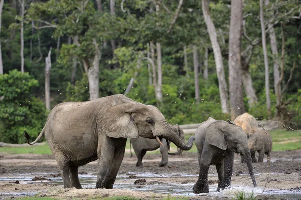 Elefanti della foresta (Loxodonta africana cyclotis ) — Foto Stock