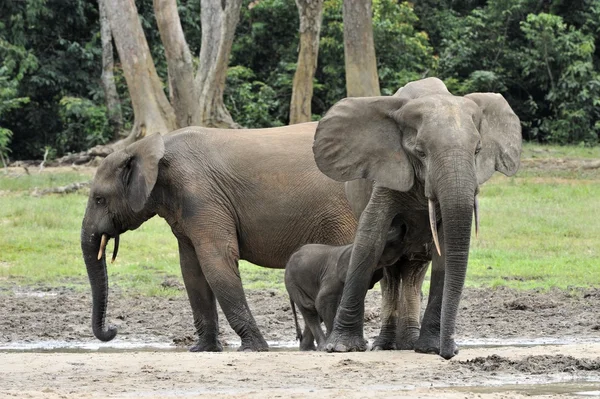 Elefanti della foresta africana — Foto Stock