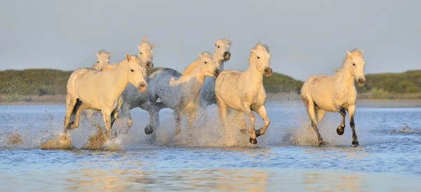 Kudde witte Camargue paarden — Stockfoto