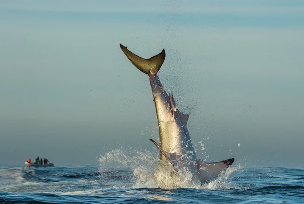 Saltando gran tiburón blanco . — Foto de Stock