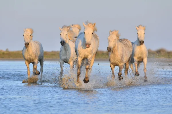 Troupeau de chevaux de Camargue blanche — Photo