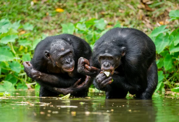 Šimpanz Bonobo ve vodě. — Stock fotografie