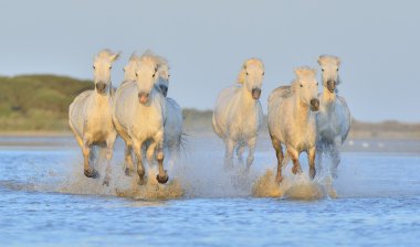 Beyaz Camargue at sürüsü