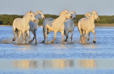 Beyaz Camargue at sürüsü