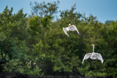 Mücadele büyük egrets ( Ardea alba ).