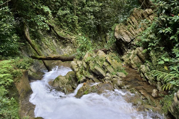 Cascada en una exuberante selva tropical . — Foto de Stock