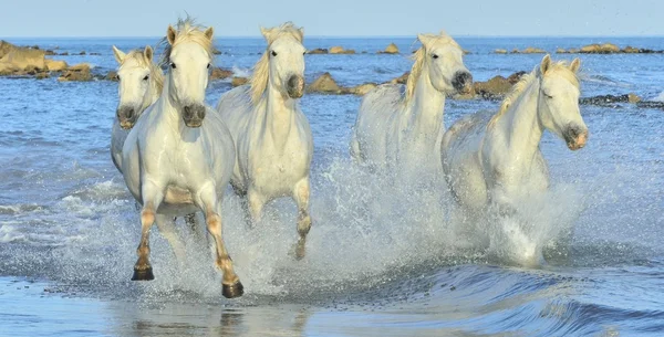 Mandria di cavalli bianchi Camargue — Foto Stock