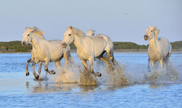Beyaz Camargue at sürüsü — Stok fotoğraf