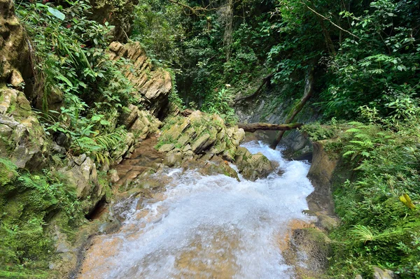 Wasserfall in einem üppigen Regenwald. — Stockfoto