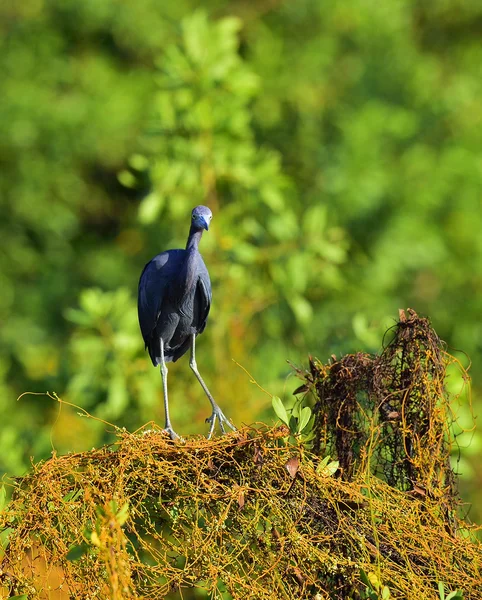 Garza azul (egretta caerulea) —  Fotos de Stock