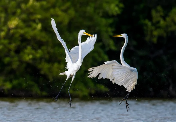 Борьба великих эгретов (Ardea alba)  ). — стоковое фото