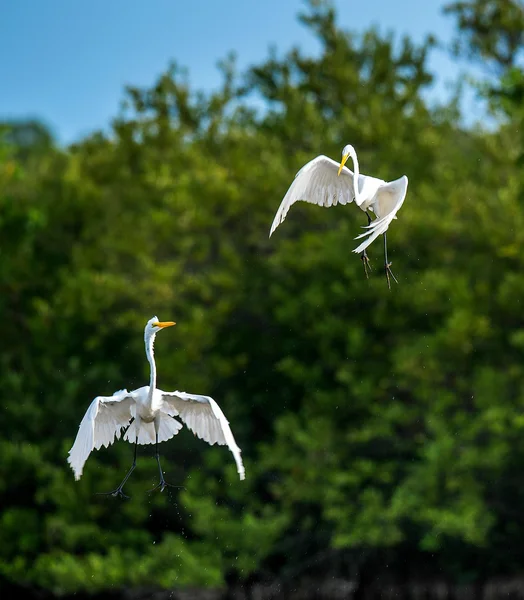 Las grandes garzas luchadoras (Ardea alba  ). — Foto de Stock