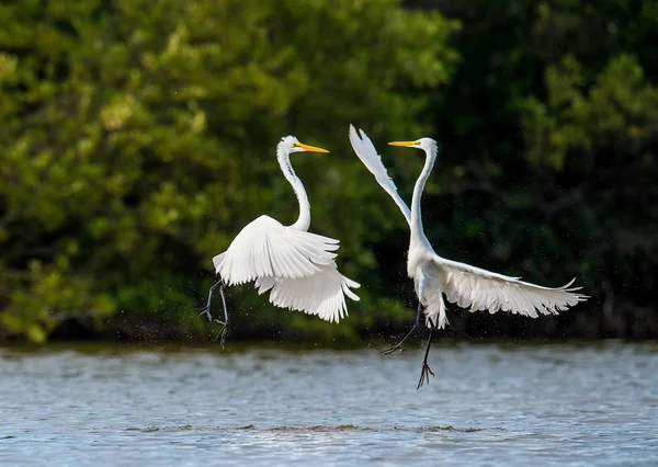 싸우는 위대한 egrets (아르데아 알바) ). — 스톡 사진