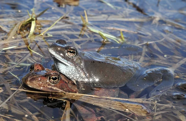 Copulation des grenouilles communes — Photo