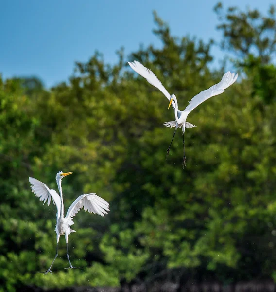 Mücadele büyük egrets ( Ardea alba ). — Stok fotoğraf