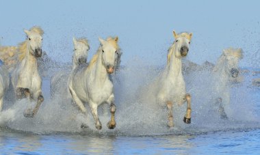 Beyaz Camargue at sürüsü
