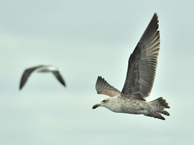 Juvenil Kelp martı (Larus dominicanus)