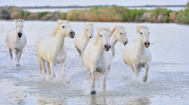 Beyaz Camargue at sürüsü