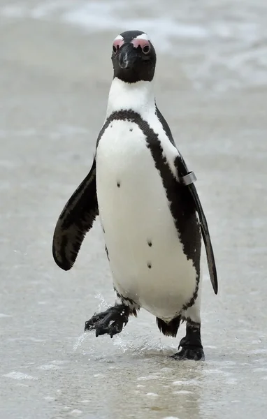 Африканский пингвин (Spheniscus demersus) — стоковое фото