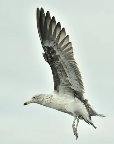 Молодая чайка Келп (Larus dominicanus ) — стоковое фото