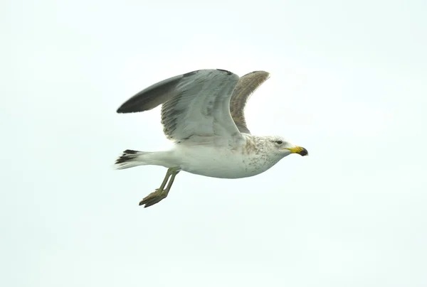 Kelp gull (Larus dominicanus) — Stock Photo, Image