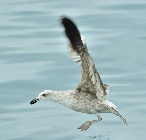 Kelp gull (Larus dominicanus) — Stock Photo, Image