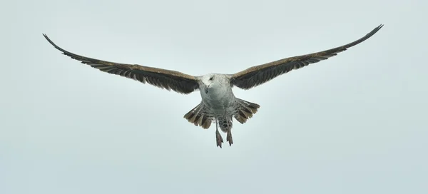 Gaviota joven Kelp (Larus dominicanus ) —  Fotos de Stock