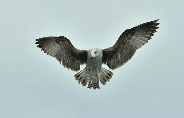 청소년 켈 프 갈매기 (Larus dominicanus) — 스톡 사진