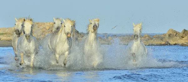 Herd of White Camargue Horses — Stock Photo, Image