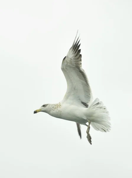 Kelp mås (Larus dominicanus) — Stockfoto