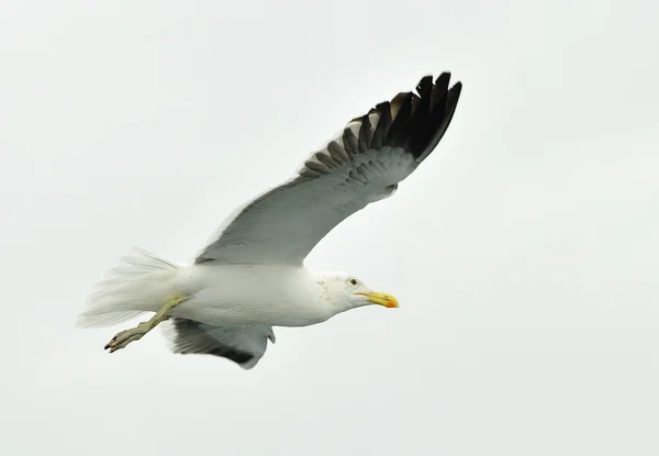 Kelp mås (Larus dominicanus) — Stockfoto