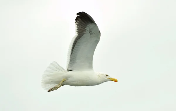 Kelp gull (Larus dominicanus) — Stock Photo, Image