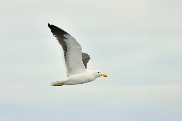 Gaivota-de-alga (Larus =us ) — Fotografia de Stock