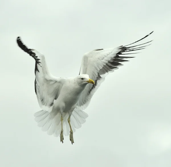 Seemöwe (larus dominicanus)) — Stockfoto