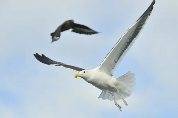 Flygande vuxna Kelp mås — Stockfoto