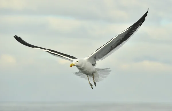 Repülő felnőtt moszat sirály (Larus dominicanus) — Stock Fotó