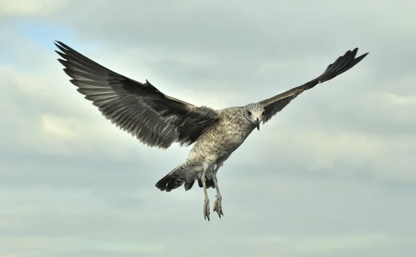 Неповнолітніх ламінарії Чайка (Larus dominicanus) — стокове фото