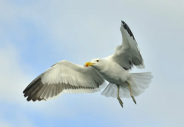 Kelp gull (Larus dominicanus), — Stock Photo, Image