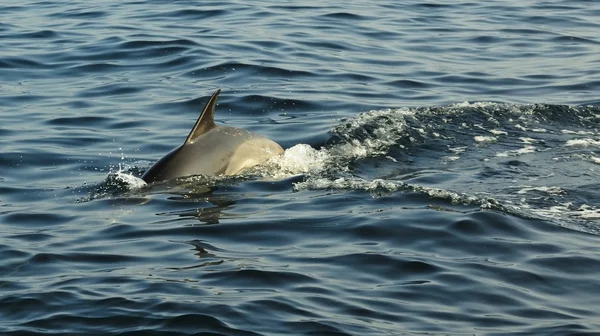Delfin, simning i havet — Stockfoto