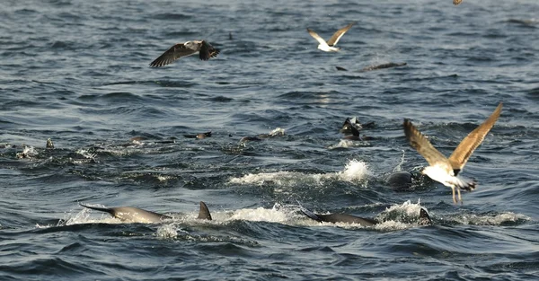 Csoportja a delfinek, úszni az óceánban — Stock Fotó