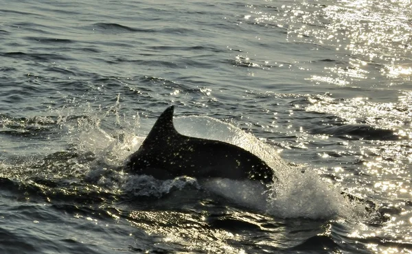 Siluet Dolphin, berenang — Stok Foto