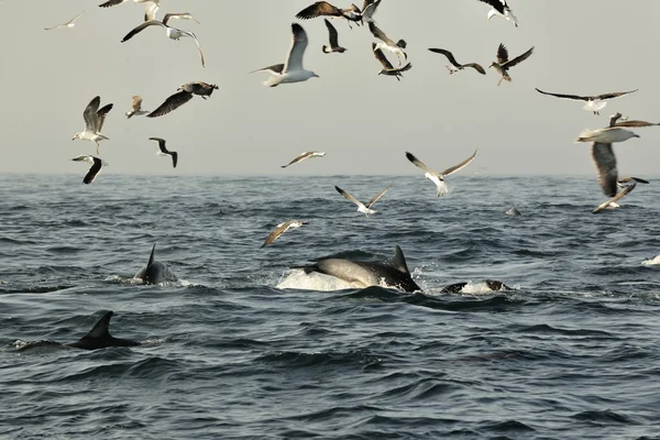 Grupo de delfines, natación — Foto de Stock