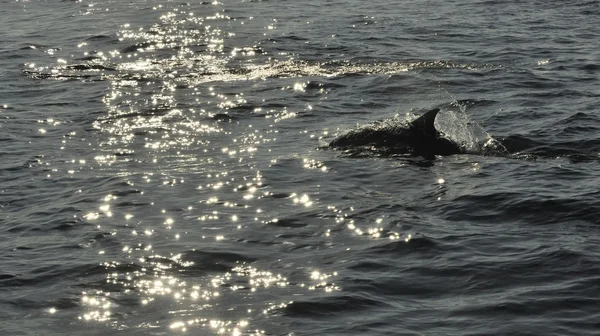 Delfin, kąpiel w Oceanie — Zdjęcie stockowe